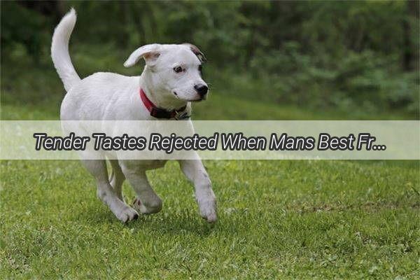 Tender Tastes Rejected When Mans Best Friend Wont Eat From His Masters Mouth